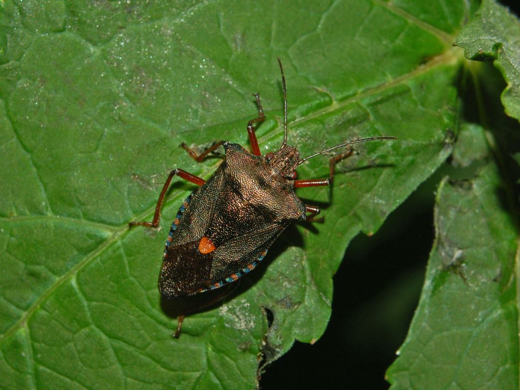 Pentatoma rufipes